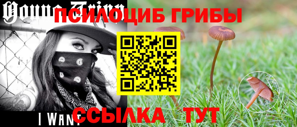 Куйбышев  Галлюциногенные грибы MAGIC MUSHROOMS  Вход с VPN 