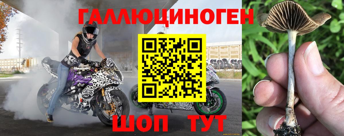 Галлюциногенные грибы Psilocybe Куйбышев